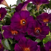 petunia_flower_shower_golden_eye_purple