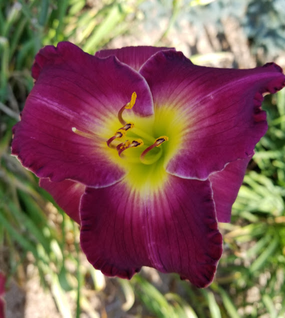 Daylilies - Harmony Nursery