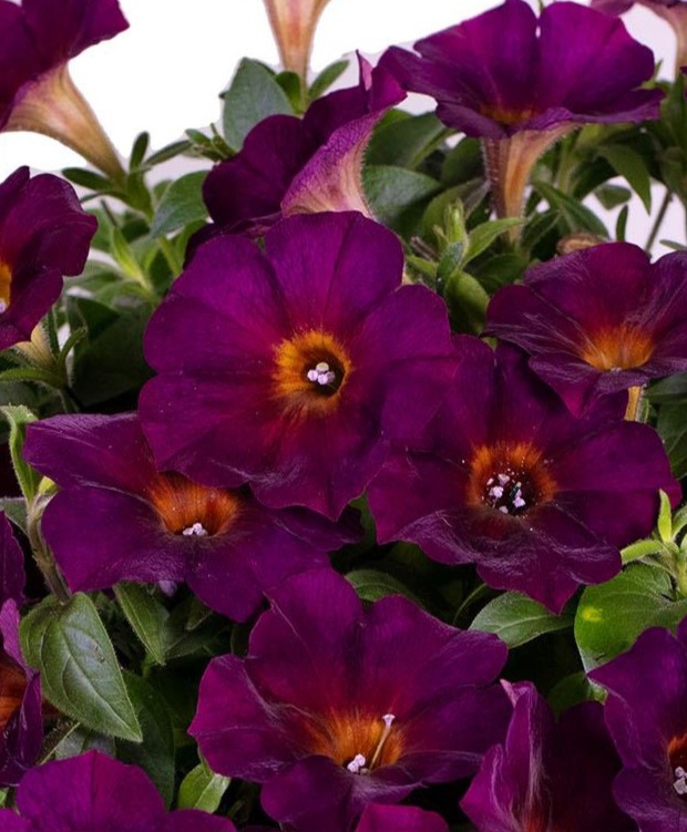 petunia_flower_shower_golden_eye_purple